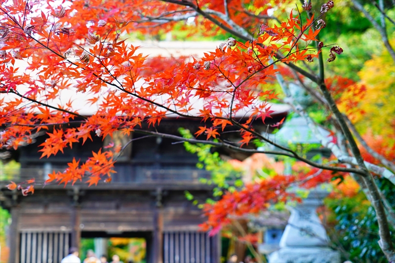 1015_法多山尊永寺_静岡
