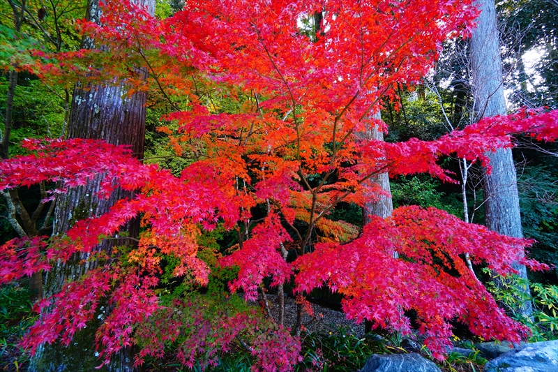 1018_法多山尊永寺_静岡