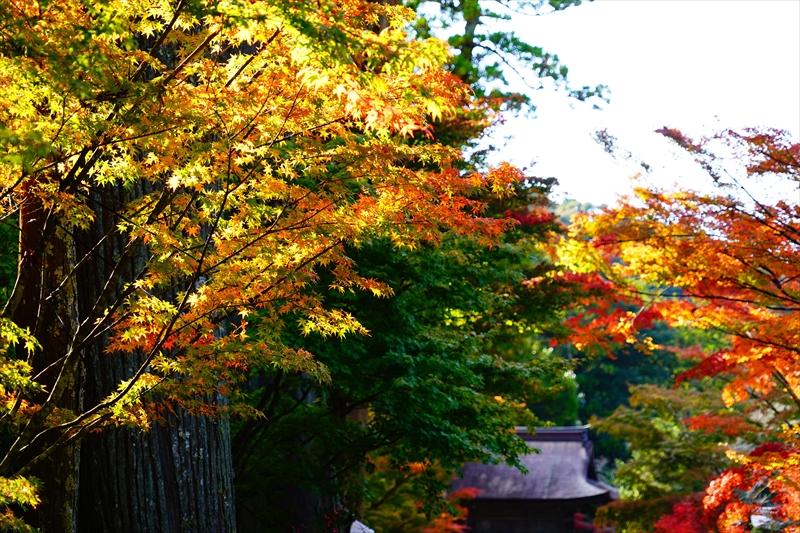 1023_法多山尊永寺_静岡