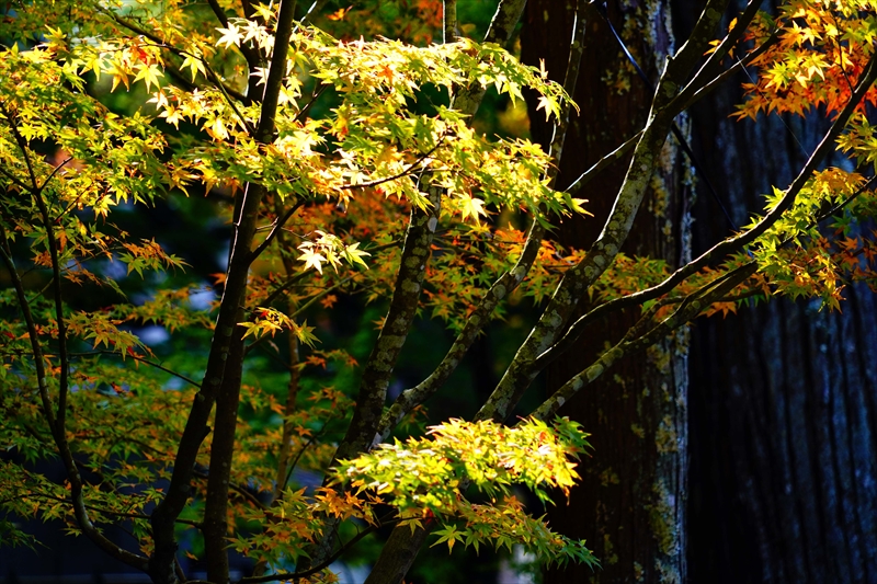 1025_法多山尊永寺_静岡