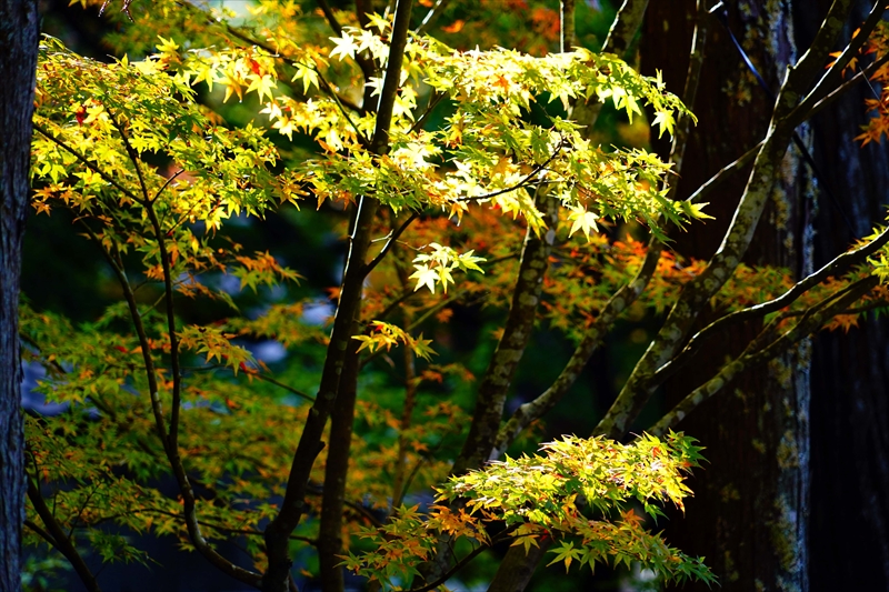1026_法多山尊永寺_静岡