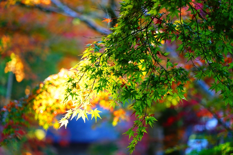 1042_法多山尊永寺_静岡