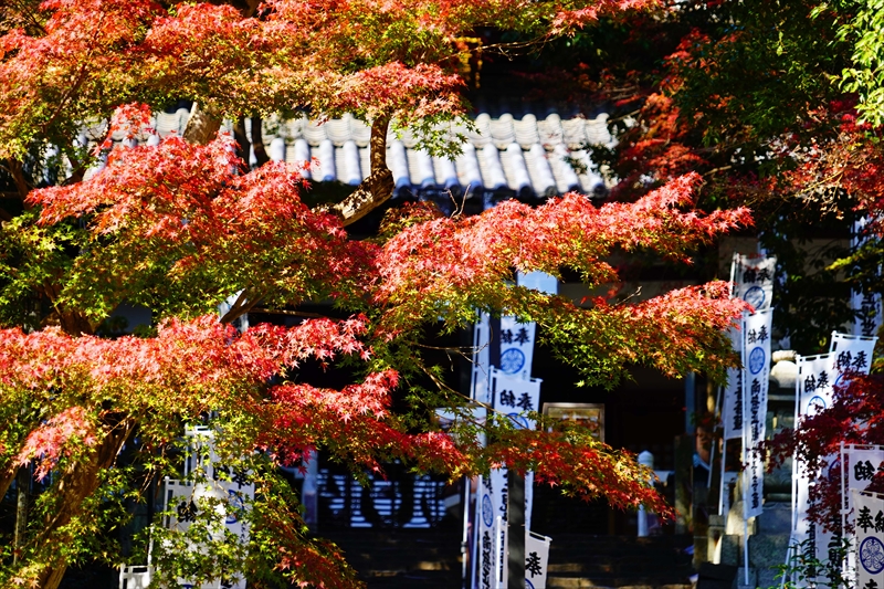 1036_八事山興正寺_愛知