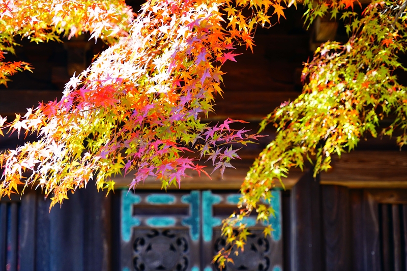 1045_八事山興正寺_愛知