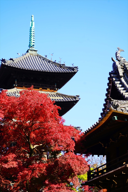 1049_八事山興正寺_愛知