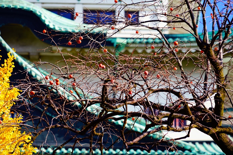 1028_名古屋城_愛知