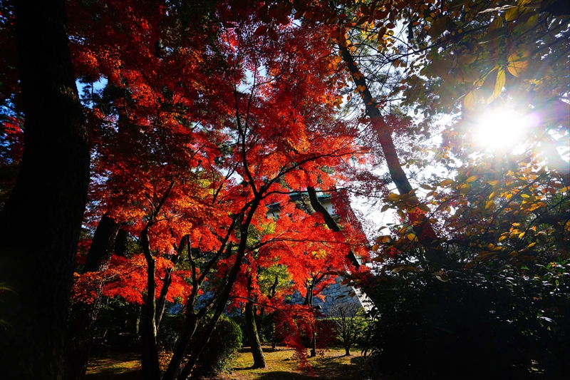 1030_名古屋城_愛知