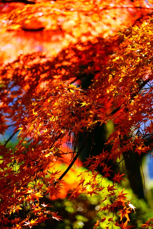 1033_名古屋城_愛知