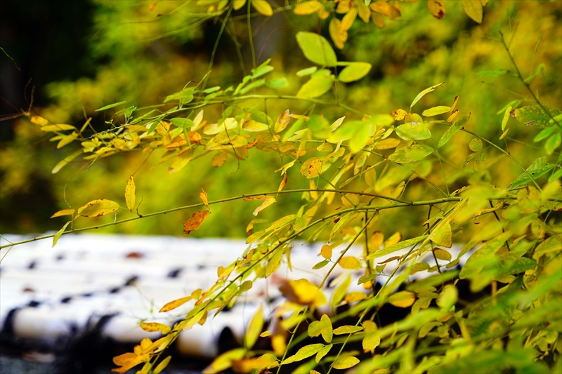 1093_洛中 京都御苑_京都