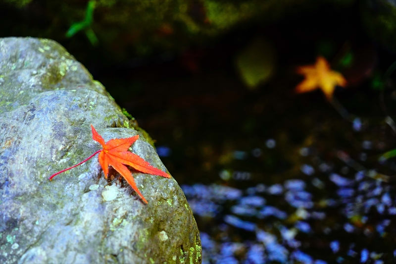 1094_洛中 京都御苑_京都