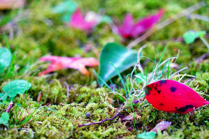 1095_洛中 京都御苑_京都