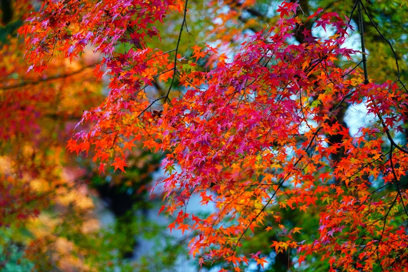 1096_洛中 京都御苑_京都