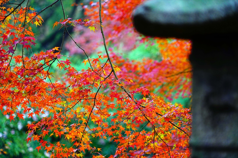 1097_洛中 京都御苑_京都