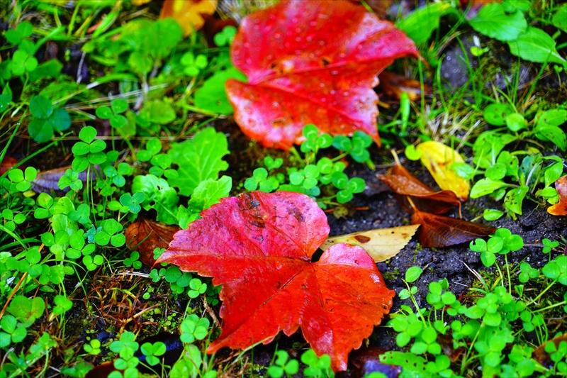 1098_洛中 京都御苑_京都