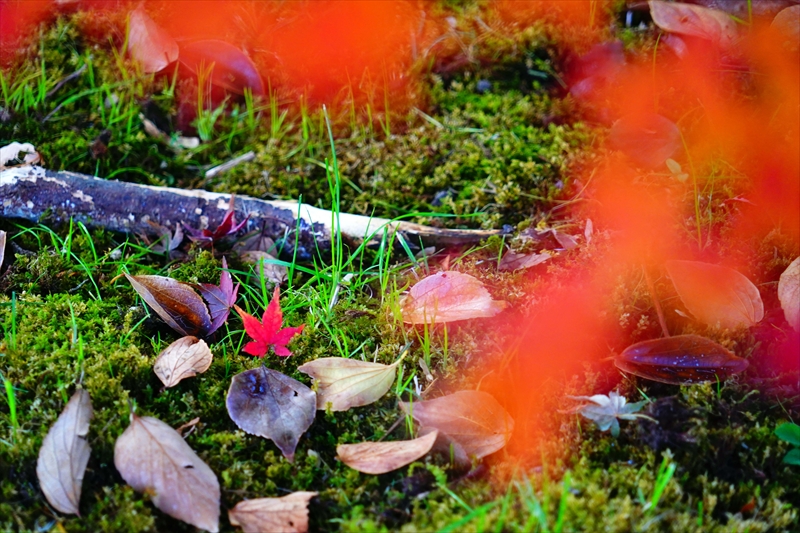 1099_洛中 京都御苑_京都