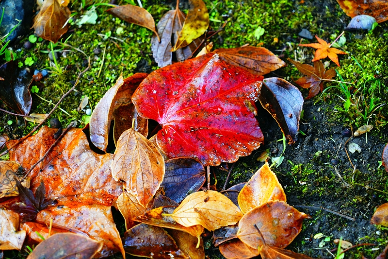1100_洛中 京都御苑_京都