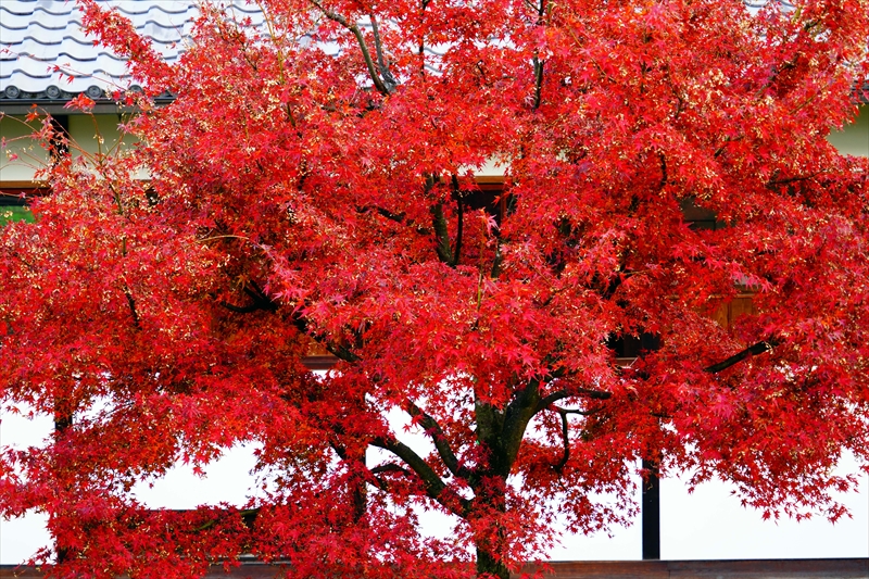 1102_洛中 京都御苑_京都