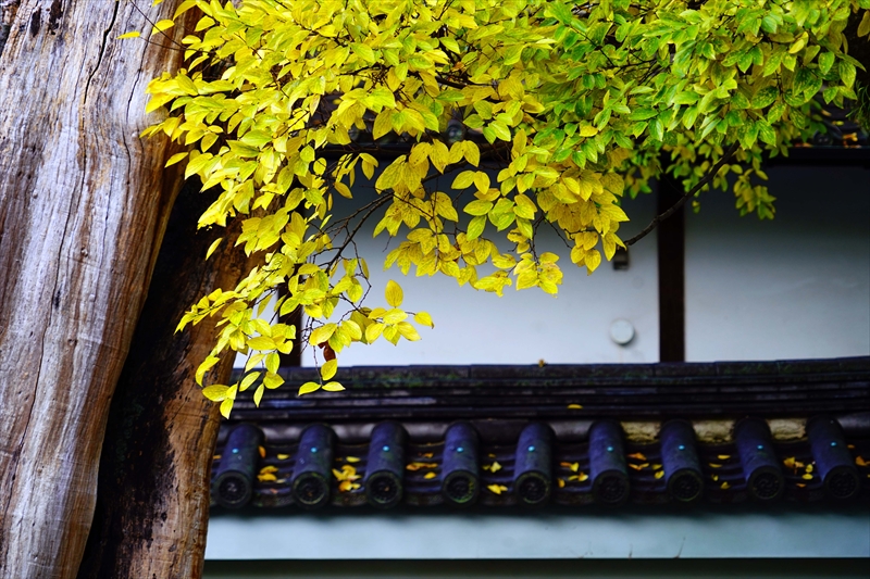 1104_洛中 京都御苑_京都