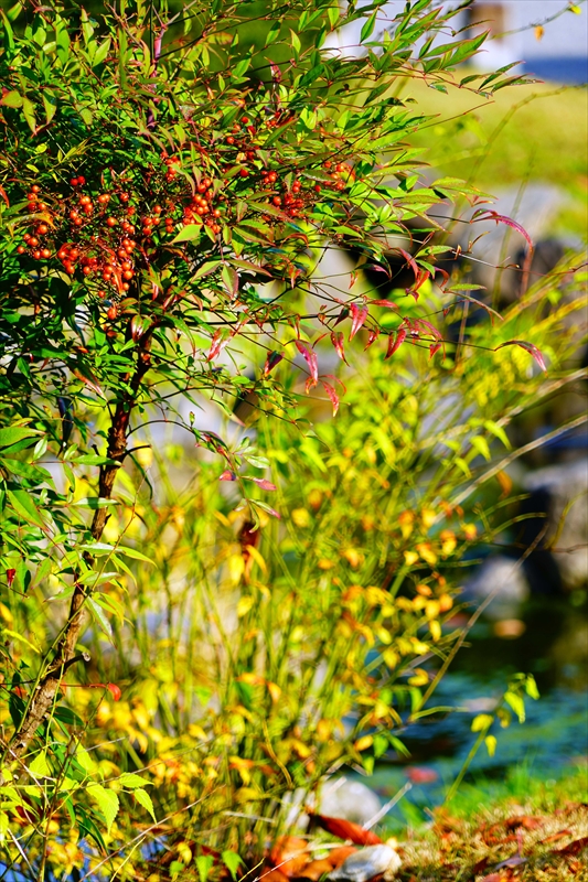 1106_洛中 京都御苑_京都