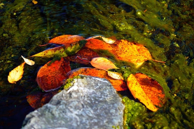 1107_洛中 京都御苑_京都