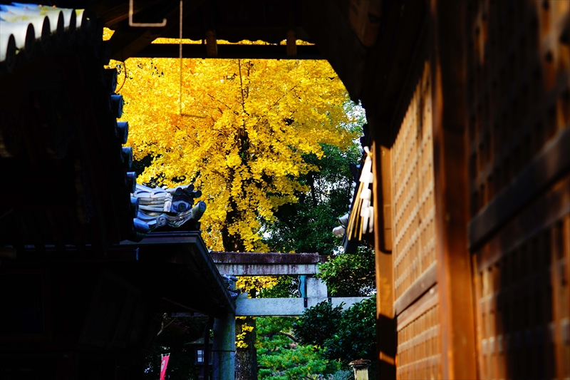 1108_洛中 京都御苑_京都