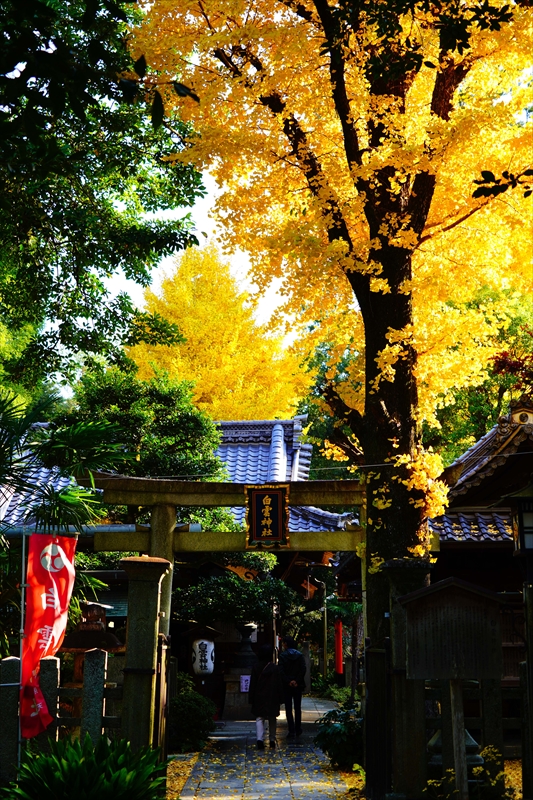 1109_洛中 京都御苑_京都