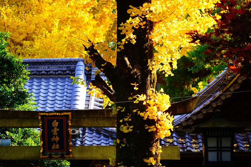 1110_洛中 京都御苑_京都