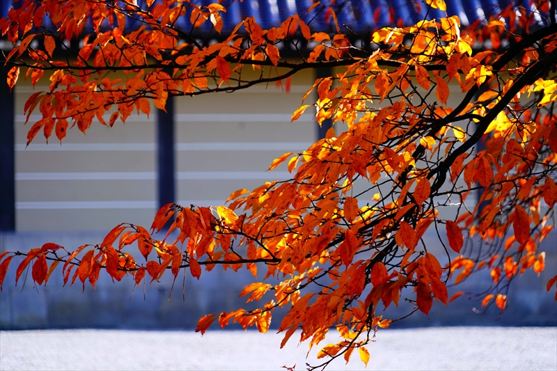 1111_洛中 京都御苑_京都