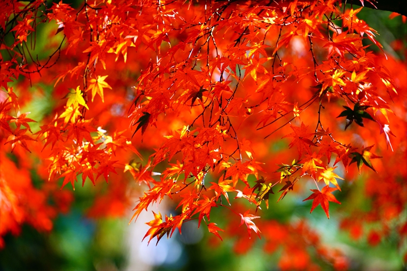 1112_洛中 京都御苑_京都