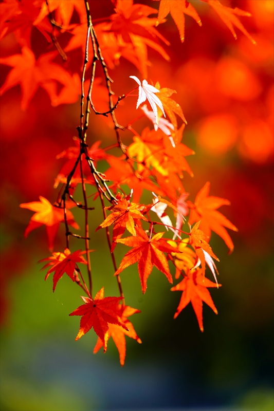 1113_洛中 京都御苑_京都