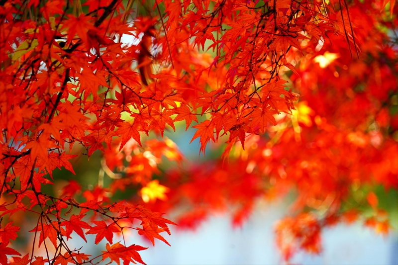 1114_洛中 京都御苑_京都