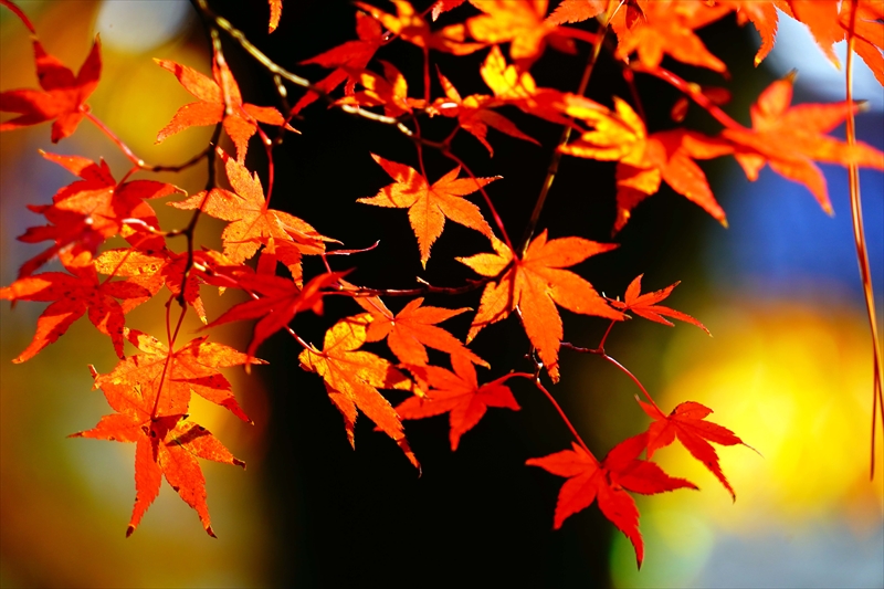 1115_洛中 京都御苑_京都