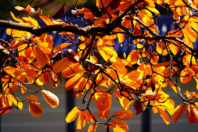 1116_洛中 京都御苑_京都