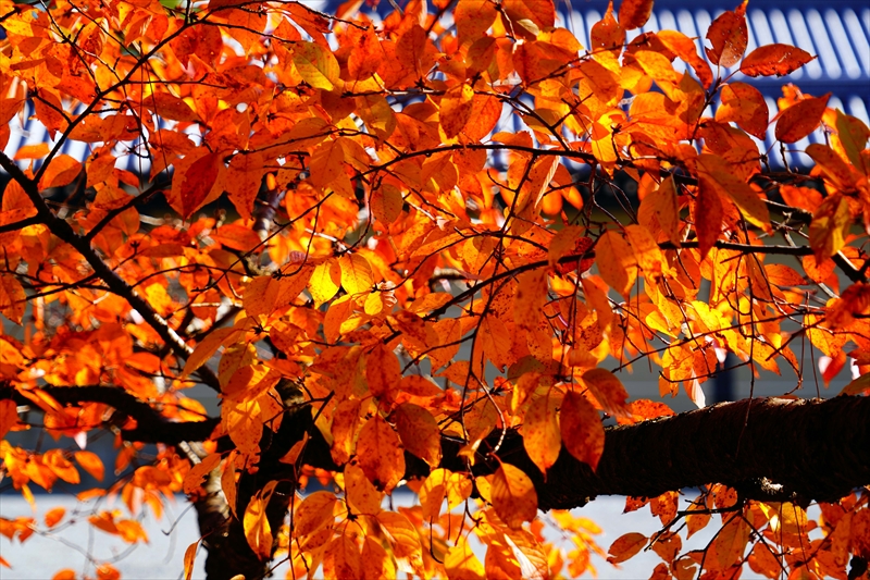 1117_洛中 京都御苑_京都