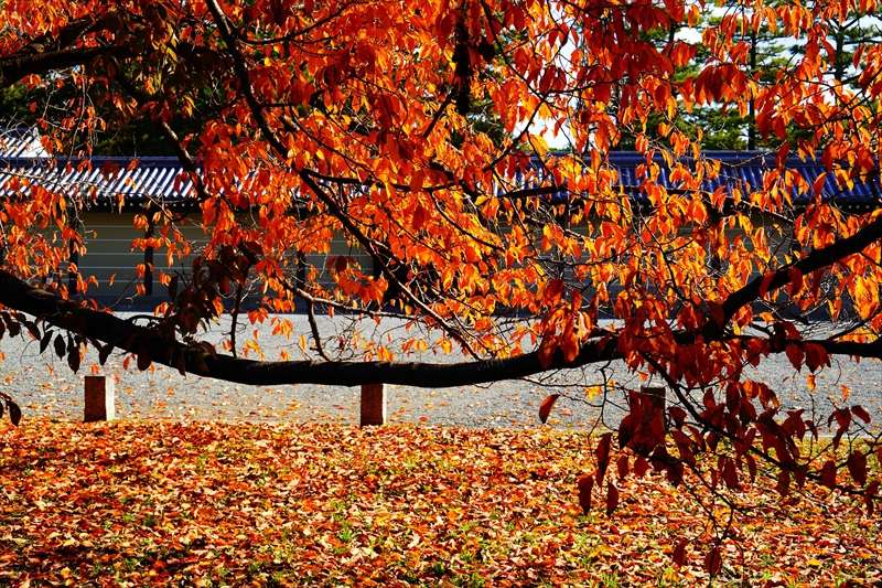 1118_洛中 京都御苑_京都