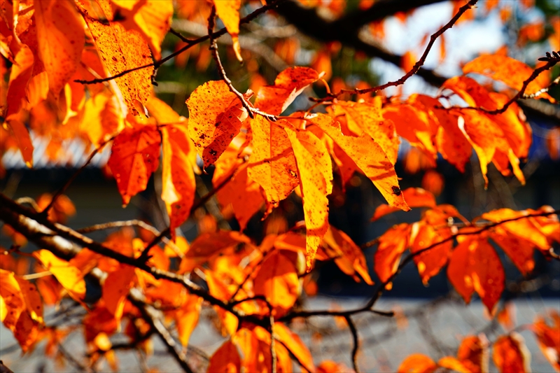 1119_洛中 京都御苑_京都