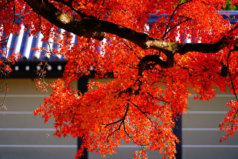 1120_洛中 京都御苑_京都