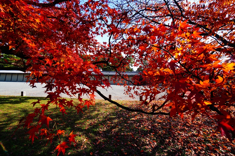 1121_洛中 京都御苑_京都