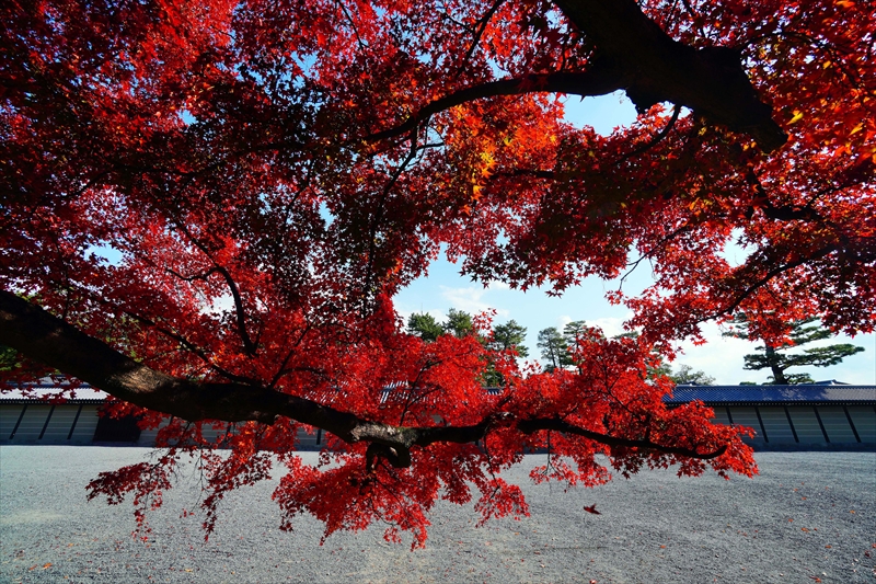 1122_洛中 京都御苑_京都