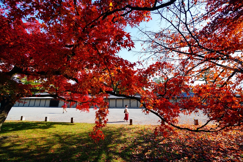 1123_洛中 京都御苑_京都