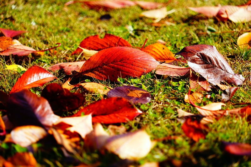 1124_洛中 京都御苑_京都