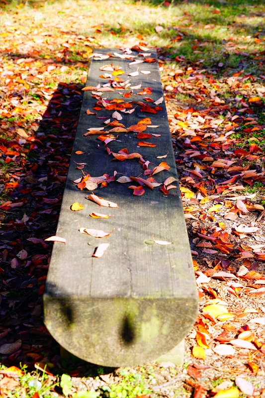 1125_洛中 京都御苑_京都