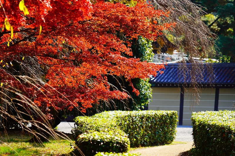 1126_洛中 京都御苑_京都