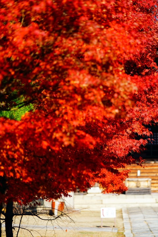 1144_洛中 妙顕寺_京都