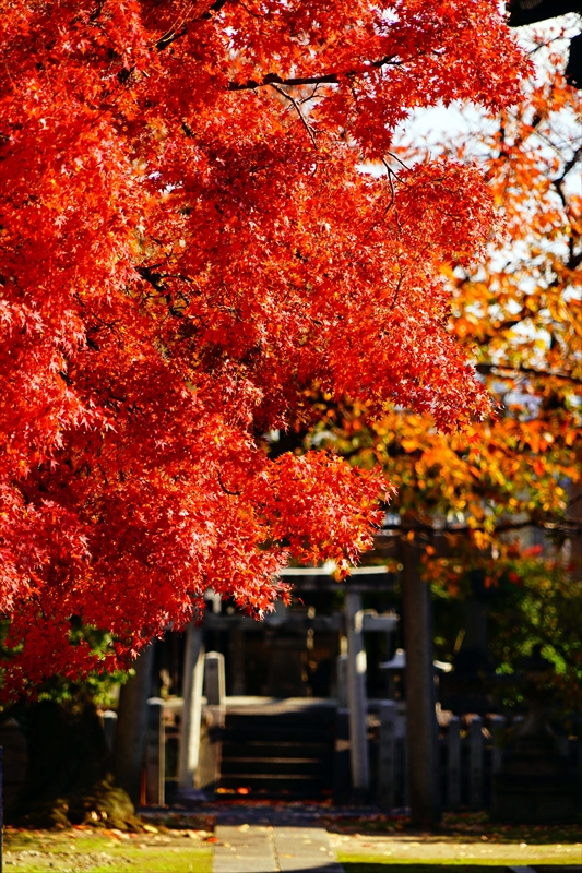 1146_洛中 妙顕寺_京都