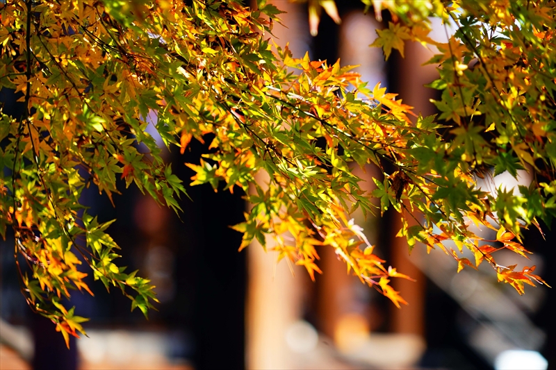 1147_洛中 妙顕寺_京都