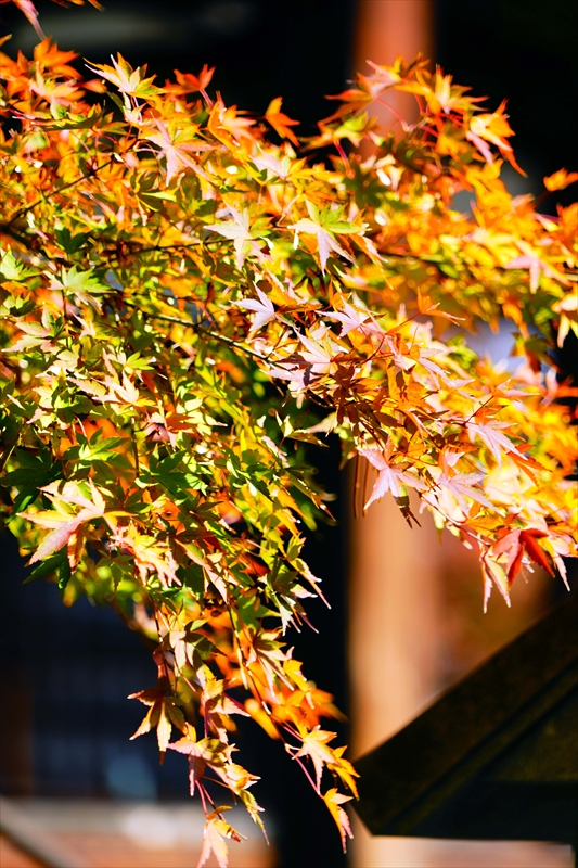 1148_洛中 妙顕寺_京都
