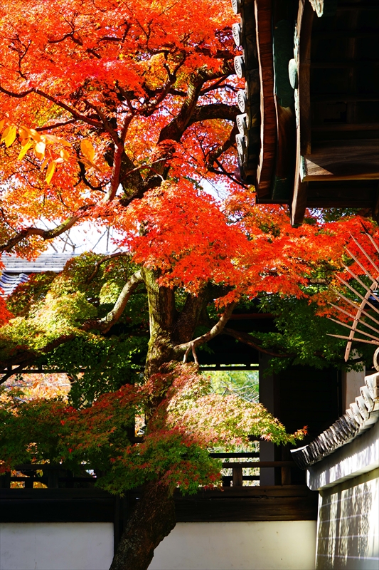 1151_洛中 妙顕寺_京都