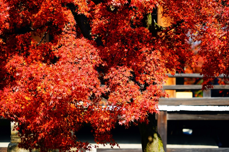 1153_洛中 妙顕寺_京都