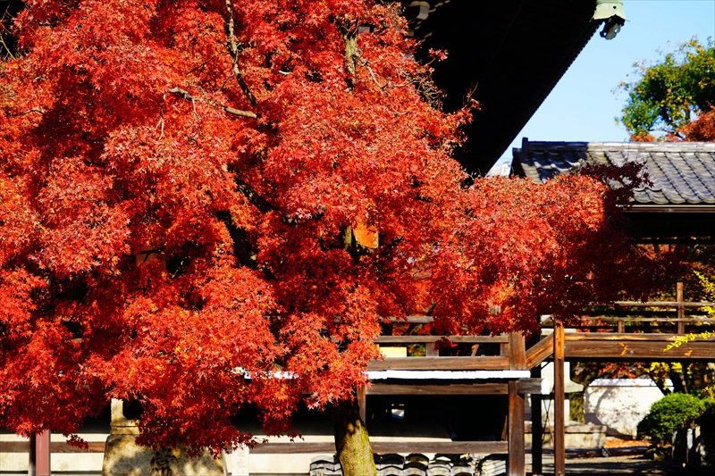 1154_洛中 妙顕寺_京都